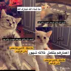 التبني قطط