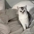 قطط سكوتش
