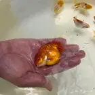 اسماك