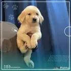 جولدن مستوى عالي