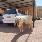 شرق حائل