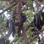 خروب طازج وفاخر للبيع في جده