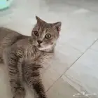 للتبني انثى برتش شورت هير (تم التبني).