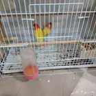 زوج روز منتج
