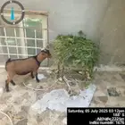 ماعز للبيع