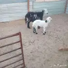 نعجة عمرها 4 اسنين وتحتها خروف عمره حول الشهرين