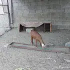 تيس للبيع