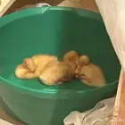 3 بطات بكيني صغير