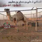 بكره مفرودة سلالة كفو للبيع