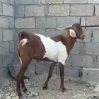 تيس فحل السن ثني