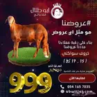 خروف سواكني ب999 ريال بس