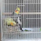 ببغاء كروان الكوكتيل للبيع
