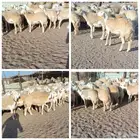 43 رخال نوادر مع فحولها 3 من الصياد في أملج -الحد موجود