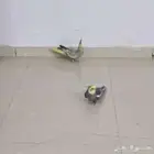 عصافير كروان كوكتيل