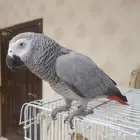 ببغاء أفريقي كاسكو