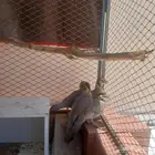 قهد للبيع
