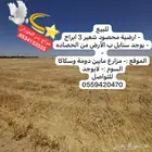 ارضية رشاش 3 ابراج محصيد شعير فيه سنابل كذالك تبن شعير