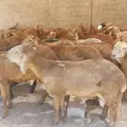 سواكني حمري تربية وغنم نظيفة مع الذبح والتوصيل