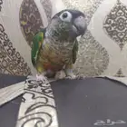 ببغاء الكنيور