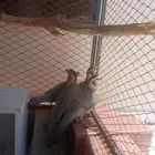 حجل للبيع