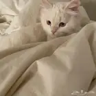 قط للبيع 1000