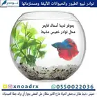 سمك زينة سلاحف محل نوادر