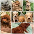Mini poodle  pomeranian  Golden retriever  shitzu