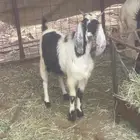 تيوس للبيع