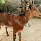 تيس ثني مخصي