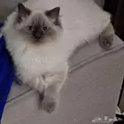 قطه