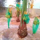 نخل مثمر سكري هلالي شيشي صقعي نخيل سري واشنطني خضري