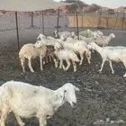 ضان حريه