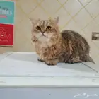 قطة رائعة انثي للتبني لمن يتقي الله فيها