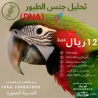 تحليل DNA جنس جميع انواع الطيور عن طريق الريش