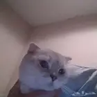 قطط تزاوج ستكوش