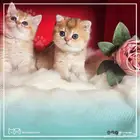 كيتنز سكوتش مستوى عالي للبيع