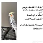 كروان انثى مفقود حي المطار