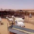 خروف للبيع