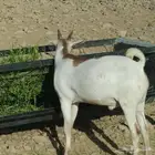 تيوس للبيع