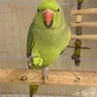ببغاء دره مفقود