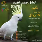 مختبر الطيور- فحص جنس الطيور بدقة واحترافية.