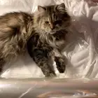 بسة للتبني شيرازي