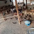 حمام مشكل