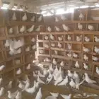 حمام لاحم فرنسي