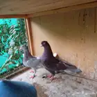 جوز قطايف اذكر حمرا صافي انثى حرق صافيه