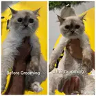 تبني قطط