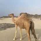 ناقة حمراء ساحليه للبيع