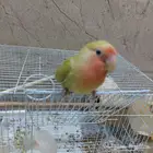 طير روز اليف جدا