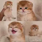متاحين للحجز كيتن بريتش