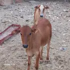 حسلان ذكران عدد 2